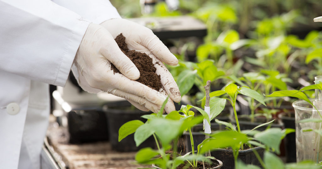 research on tomato plants